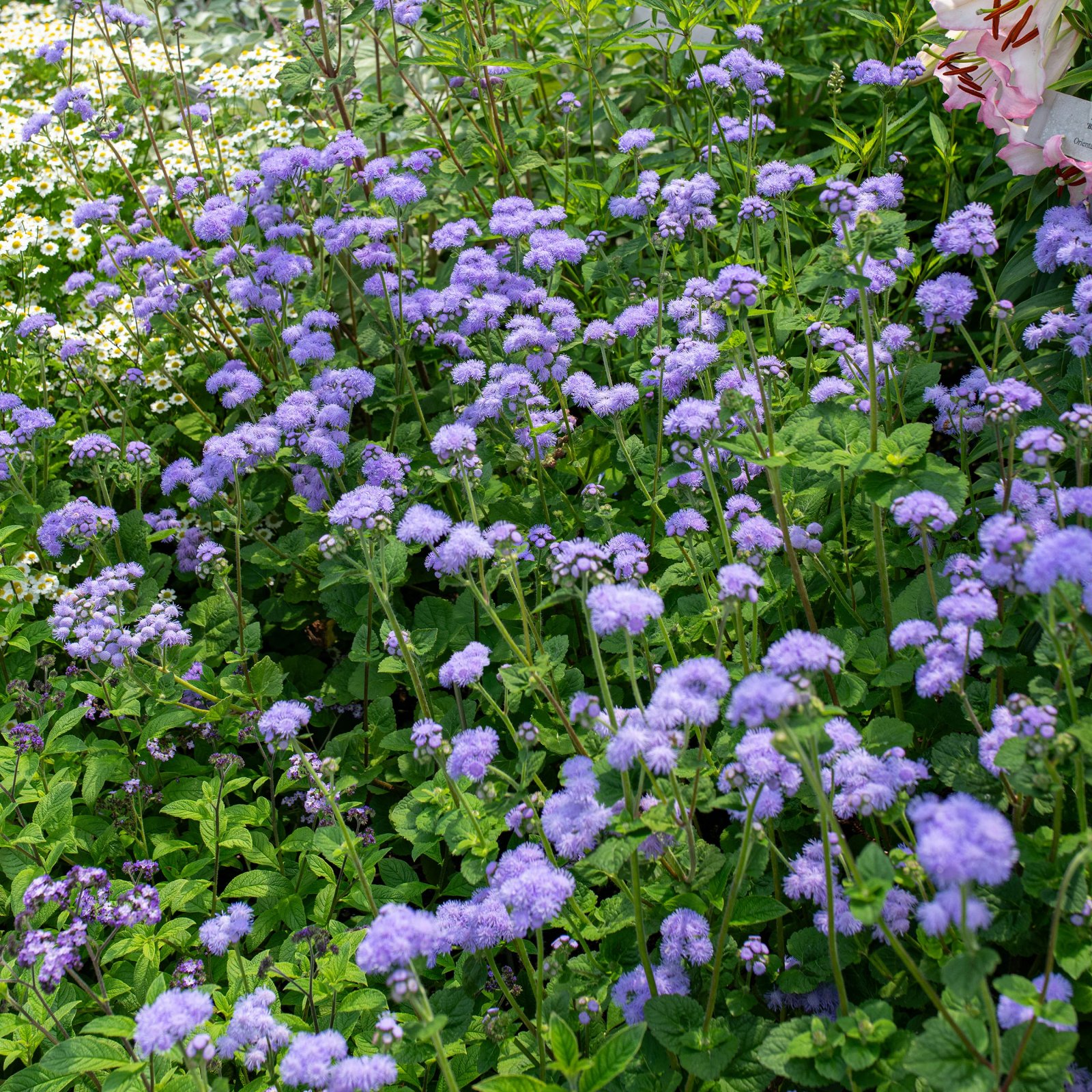 Ageratum ou Herbe à poux / Herbe de Guinée